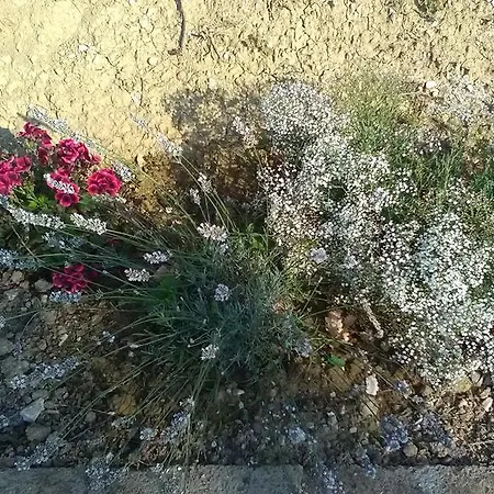 Фермерский дом Agriturismo Il Leccio *